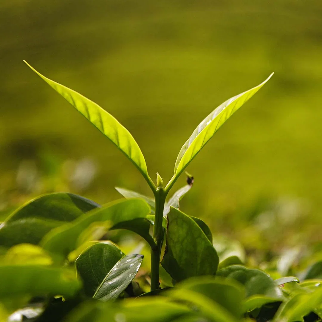 Green tea plant