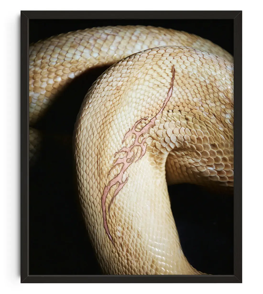 Image of WHITE POISON