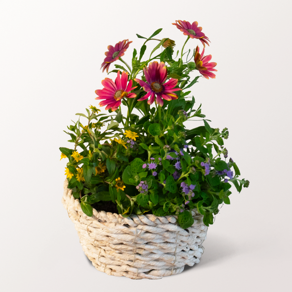 Körbchen Sonnenkuss für 24,99 €