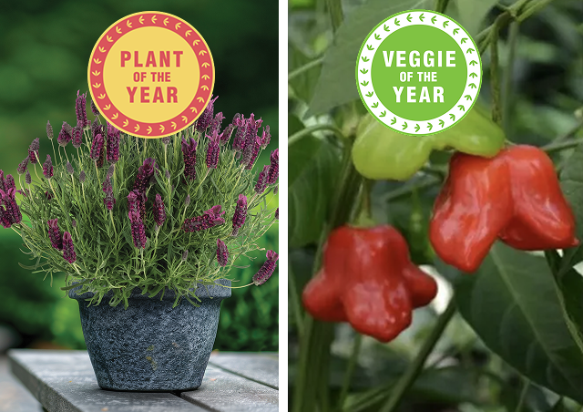 A pot of Spanish lavender and a shot of the Mad Hatter peppers