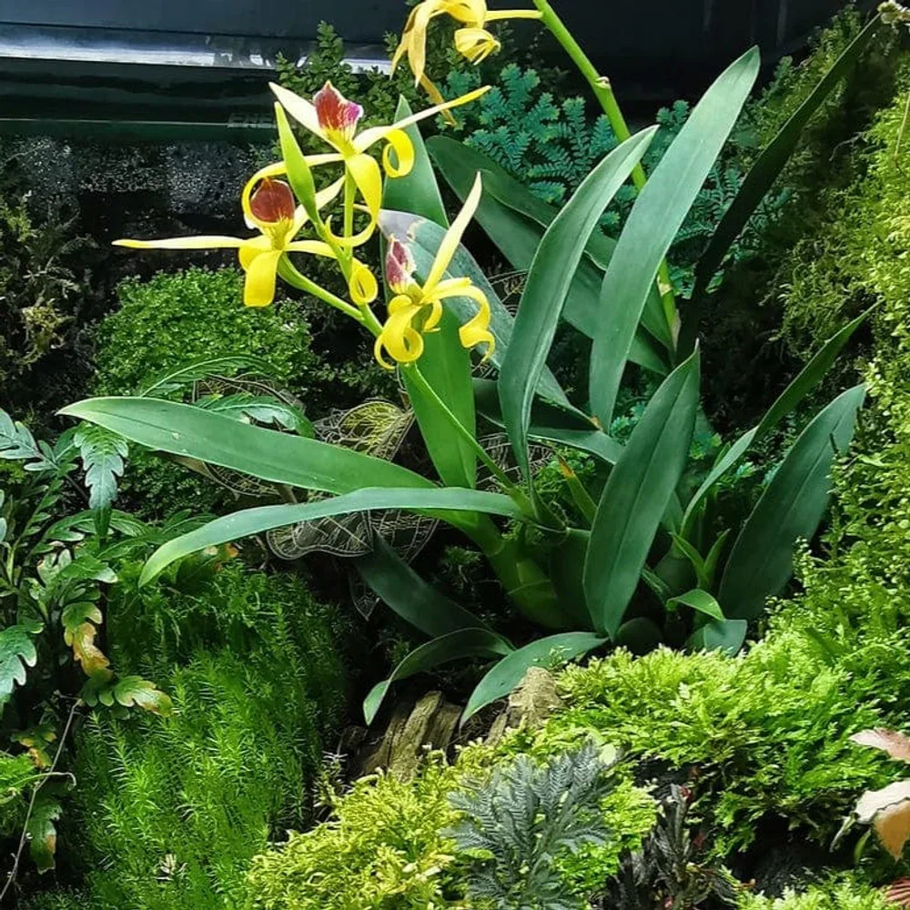 Encyclia Jasper mit orange-gelben Blüten und 1+Rispen