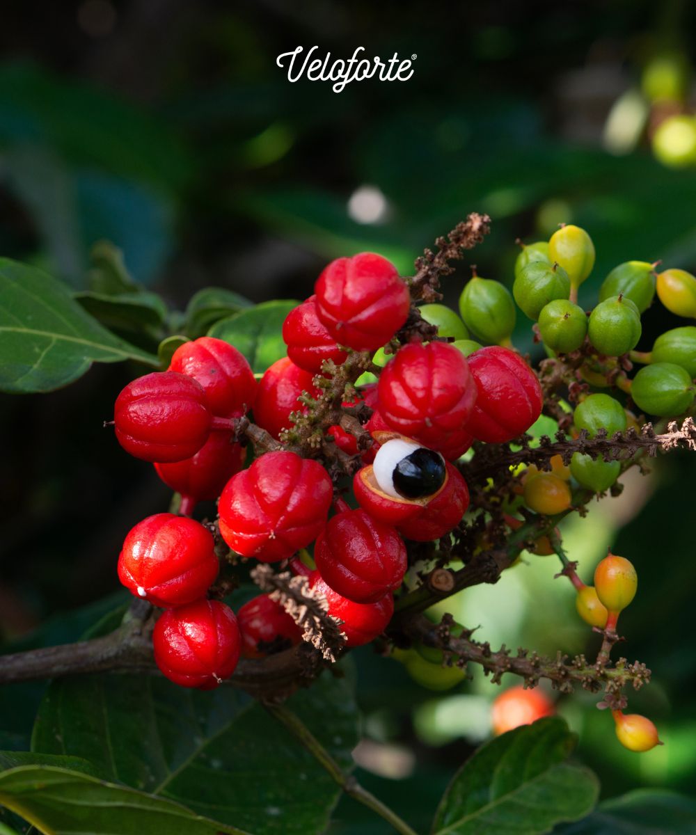 Image of guarana plant