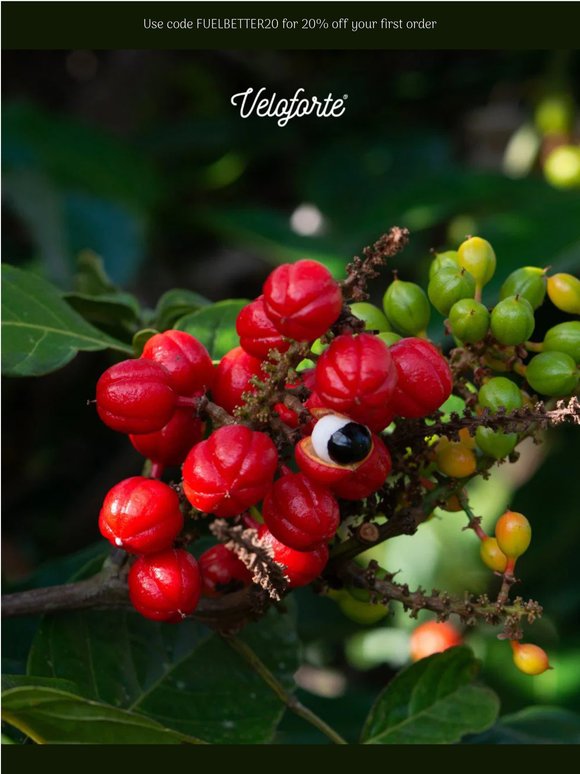 Caffeine without the crash