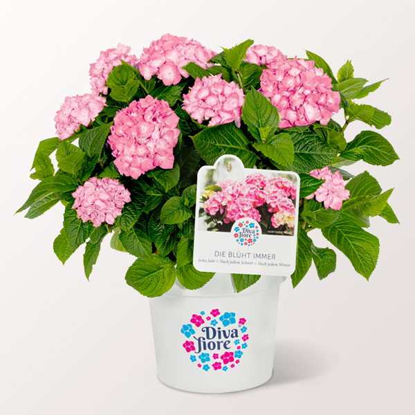 Rosa Ballhortensie 'Diva fiore' ® für 37,99 €