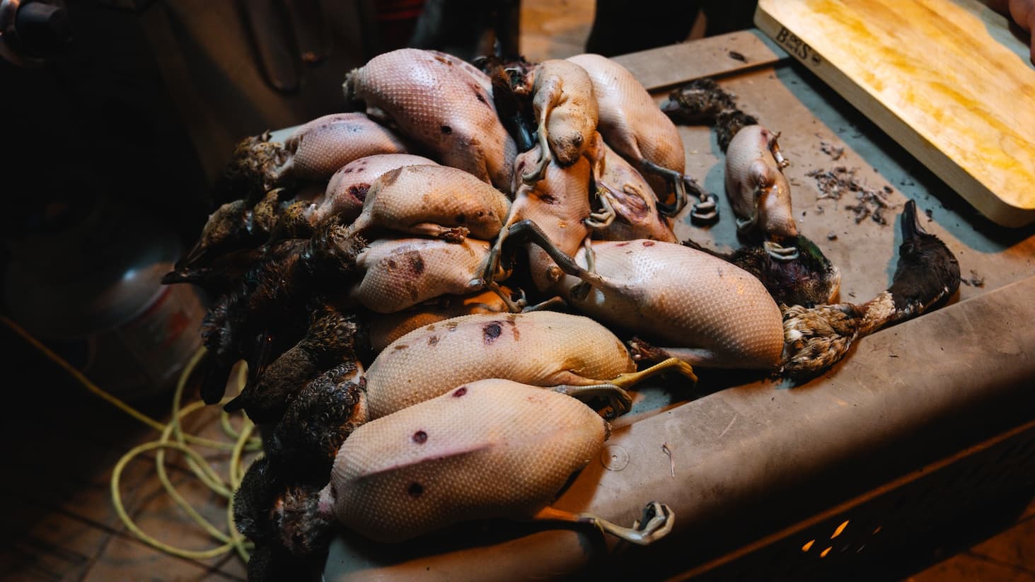 dead ducks