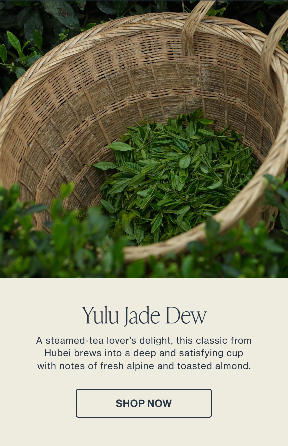 Yulu Jade Dew | Shop Now