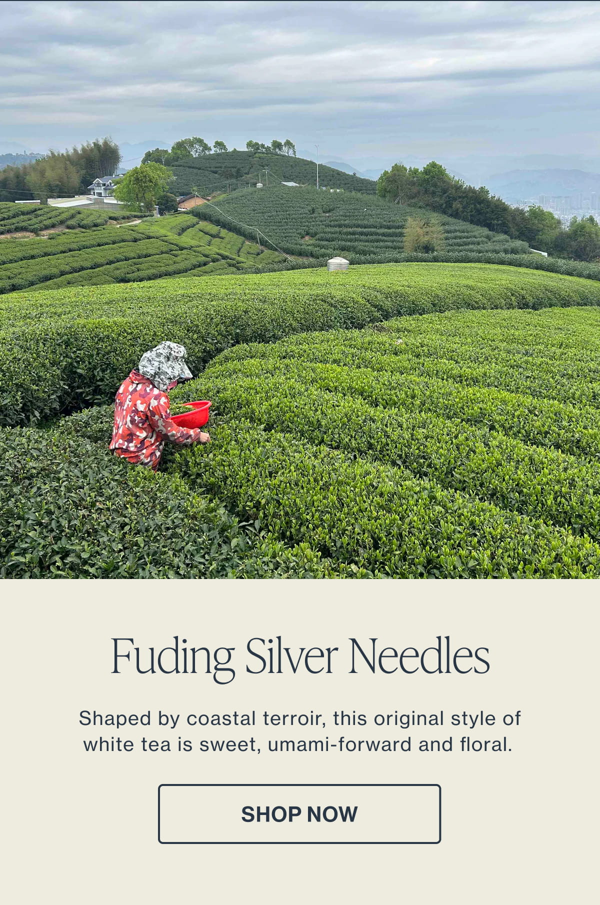 Fuding Silver Needles | Shop Now