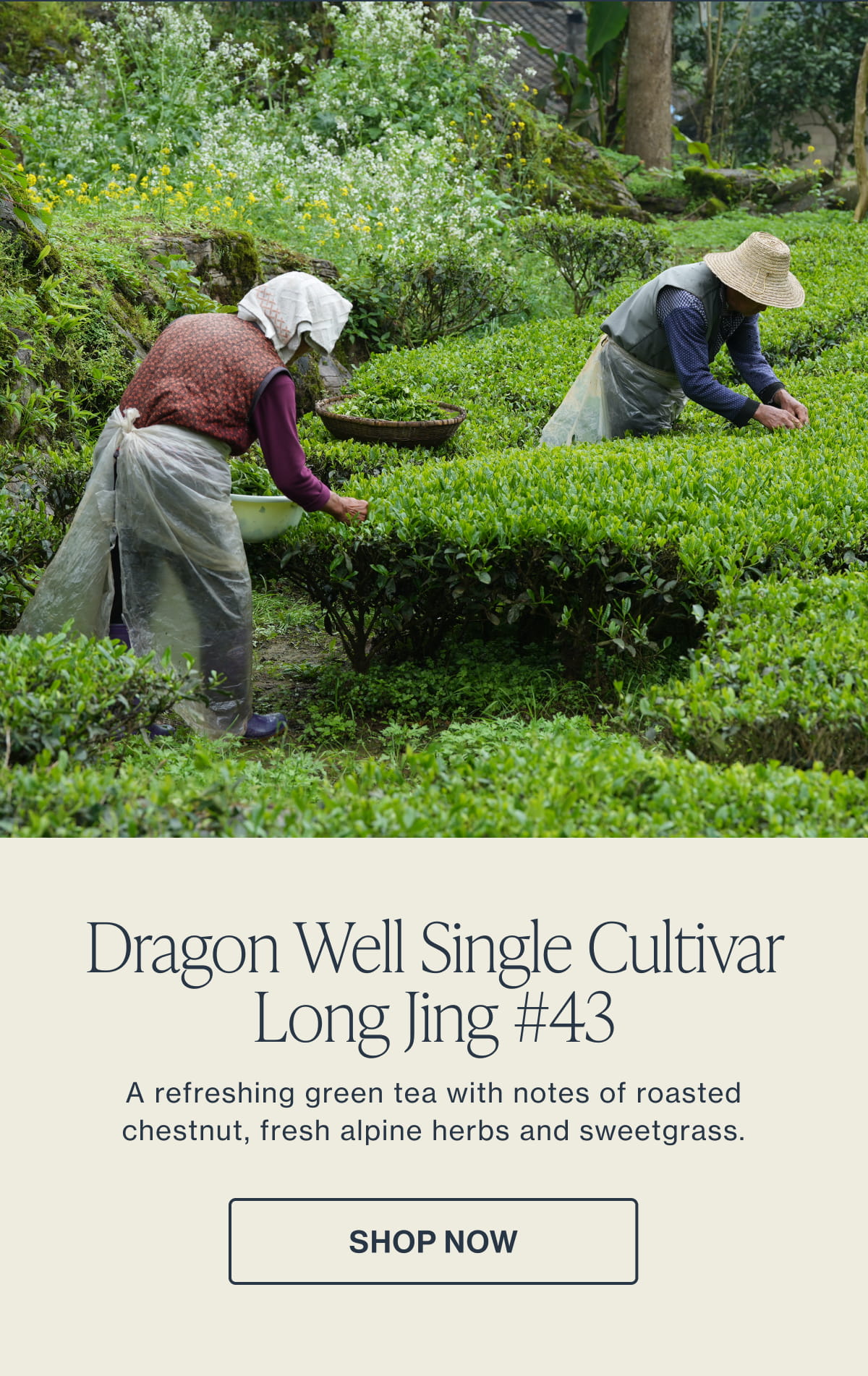 Dragon Well Single Cultivar Long Jing #43 | Shop Now