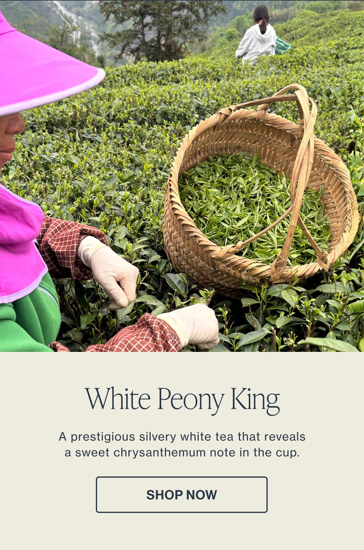 White Peony King | Shop Now