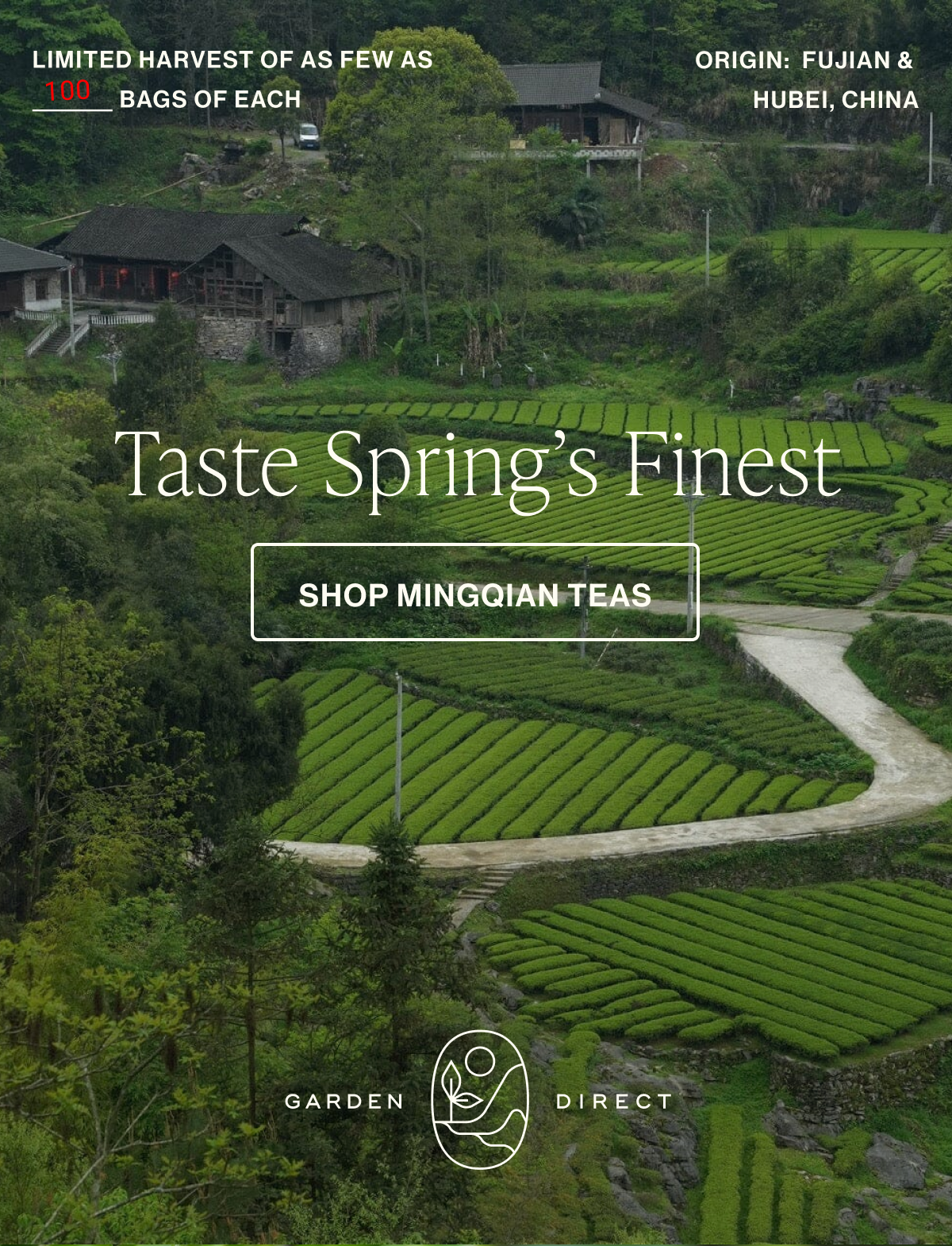 Taste Spring’s Finest | SHOP MINGQIAN TEAS