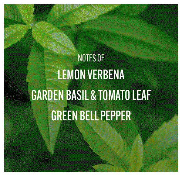 NOTES OF LEMON VERBENA GARDEN BASIL & TOMATO LEAF GREEN BELL PEPPER