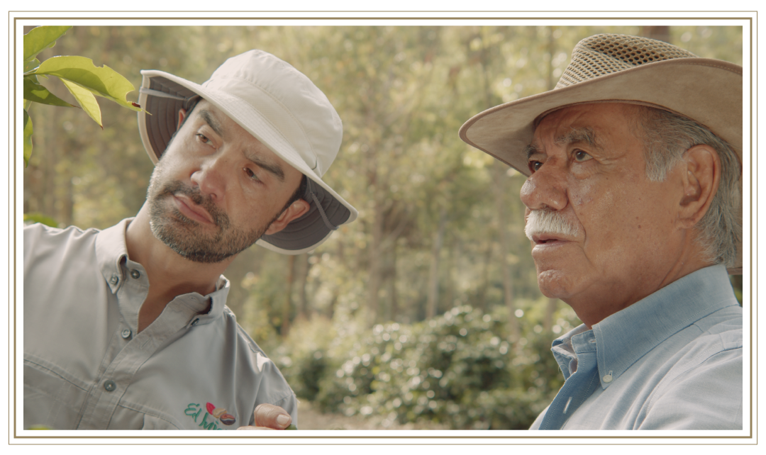 Arturo Aguirre Sr. and Arturo Aguirre Jr. stand together on El Injerto coffee farm, closely examining a coffee plant, surrounded by sunlit greenery.