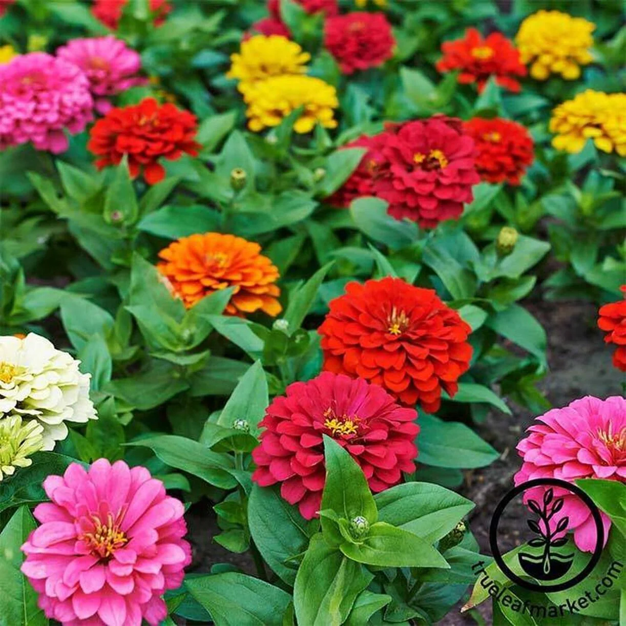 Zinnia Seeds - Dahlia Flowered Mixture