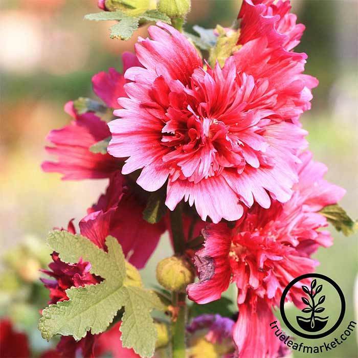 Hollyhock Seeds - Queeny Purple