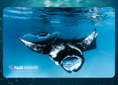 Manta Rays in Motion