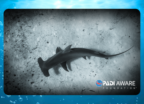 Great Hammerhead Shark
