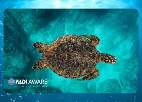Sea Turtle Legend by Stan Moniz