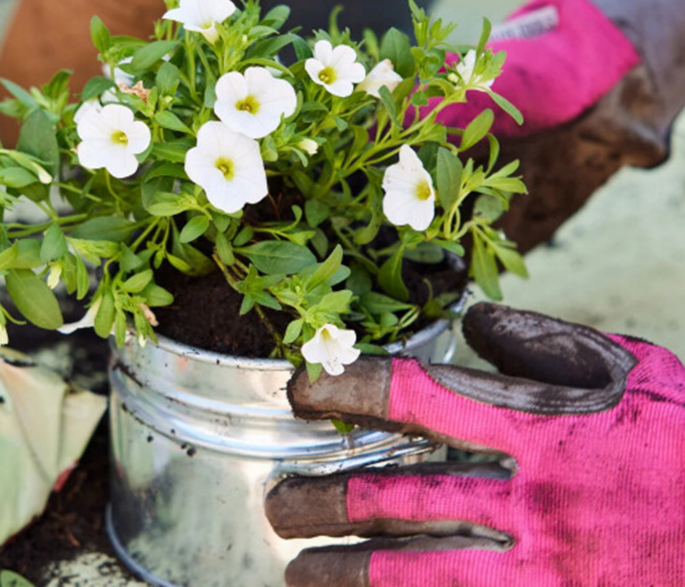 Pflanze mit pinkem Gartenhandschuh