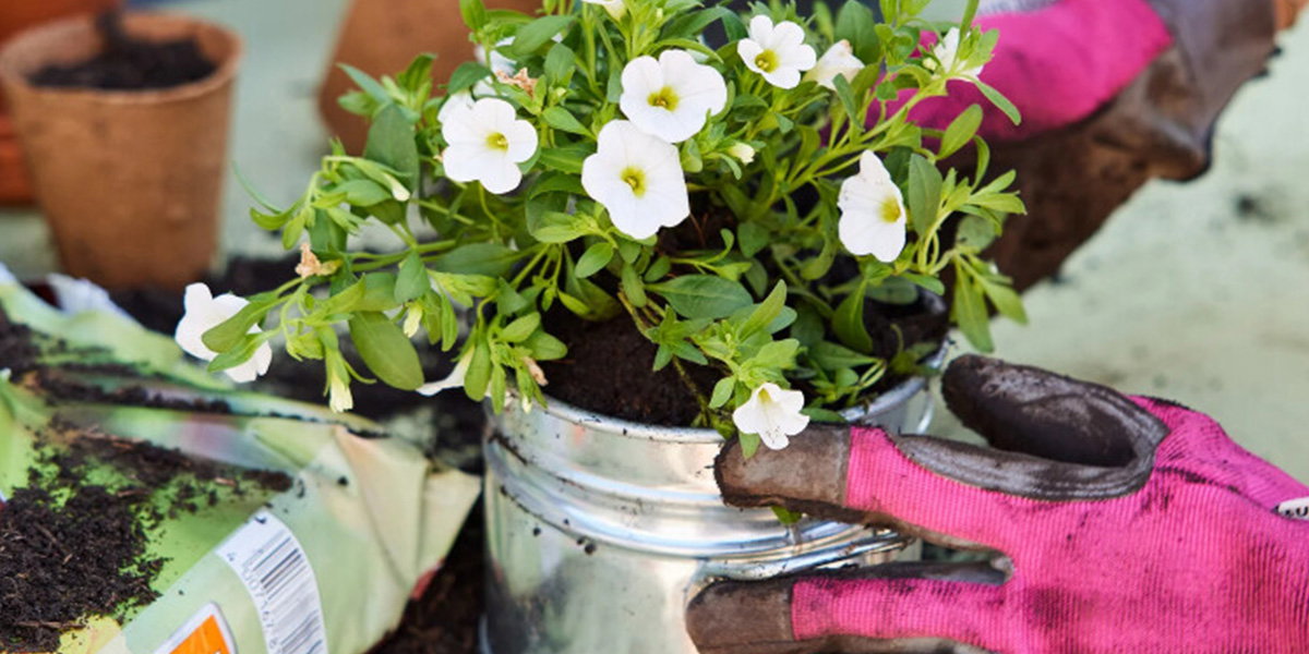 Pflanze mit pinkem Gartenhandschuh