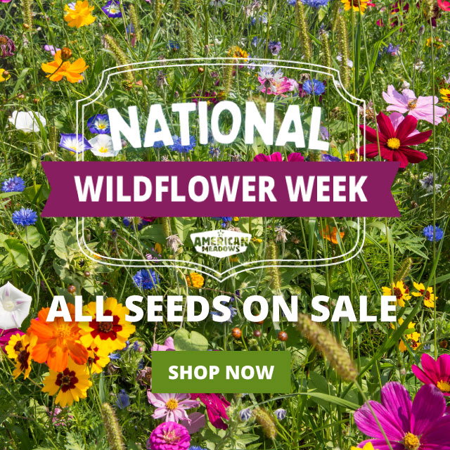 national wildflower week