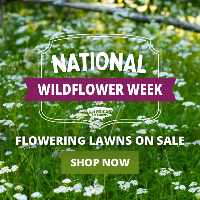 National wildflower week