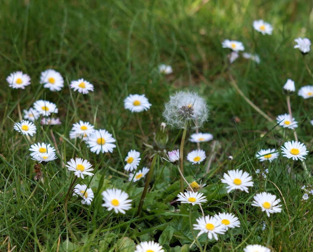 Embrace No Mow May 