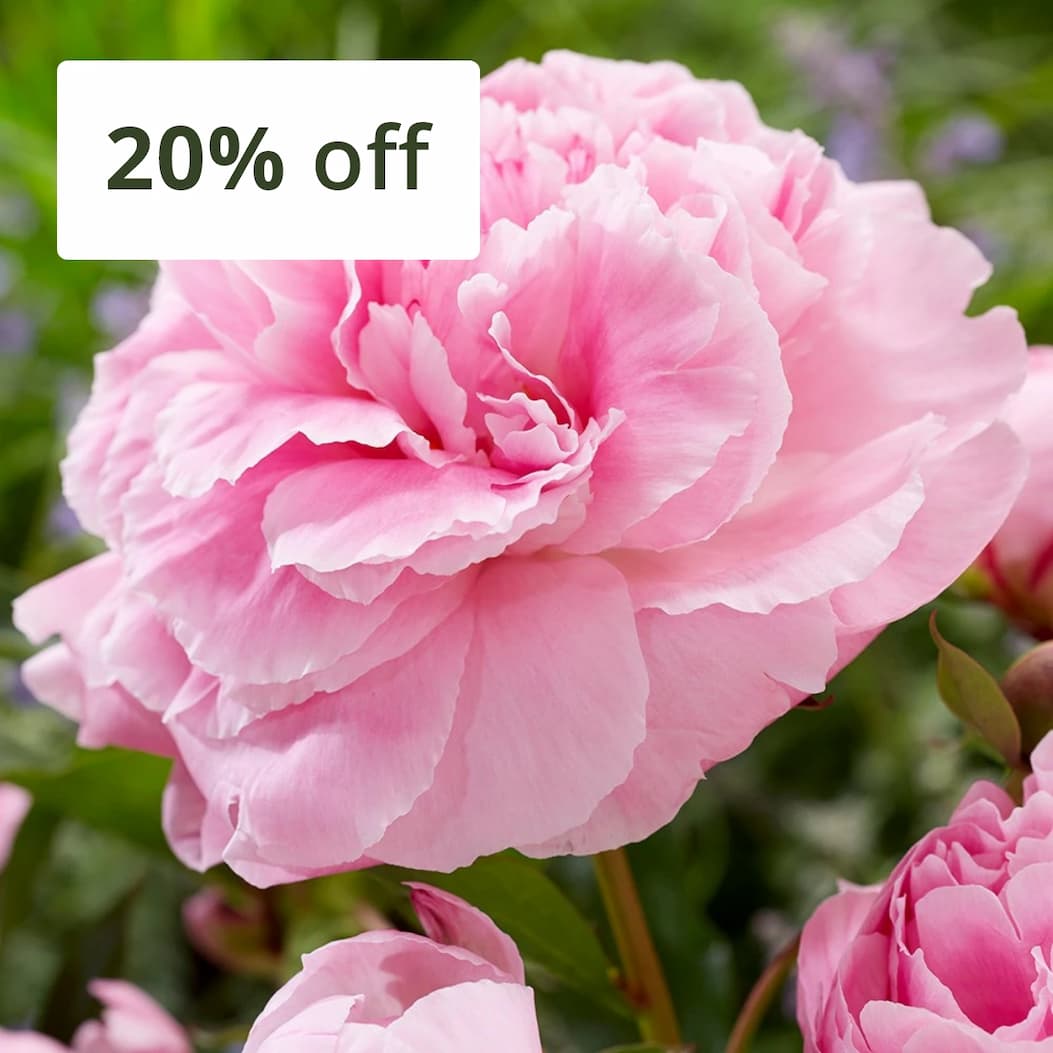 'Paeonia lactiflora 'Alexander Fleming'