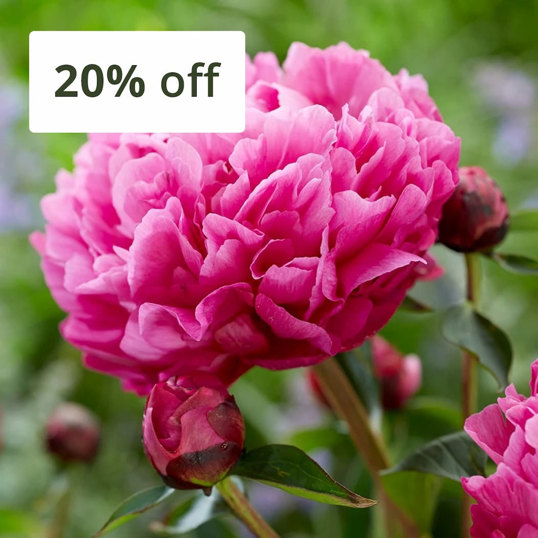Paeonia lactiflora 'Kansas'