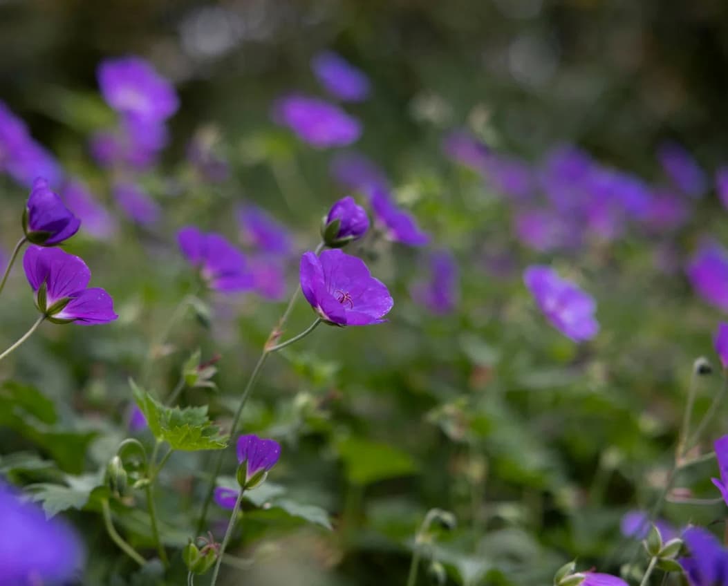Preparing your borders for planting