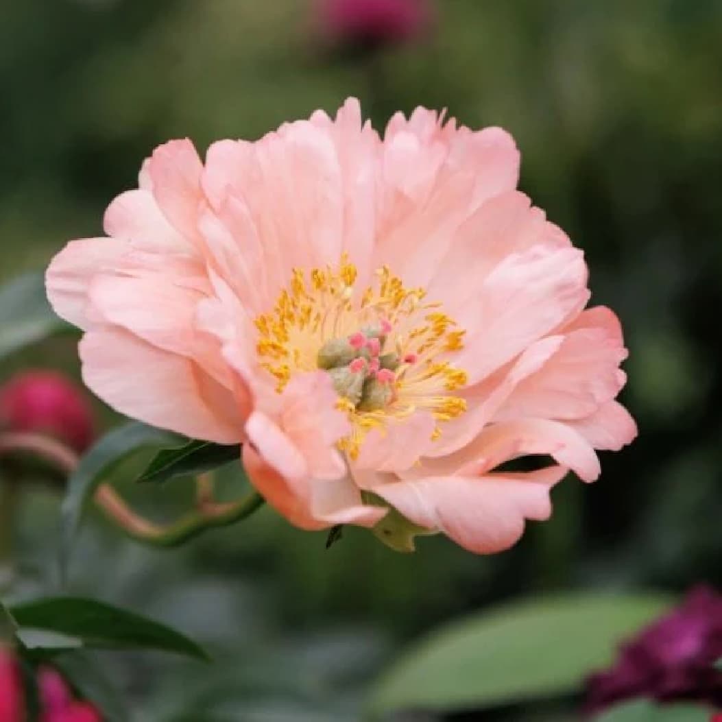 Potted peonies 