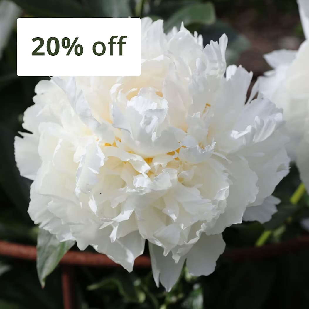 Paeonia lactiflora 'Bowl of Cream'