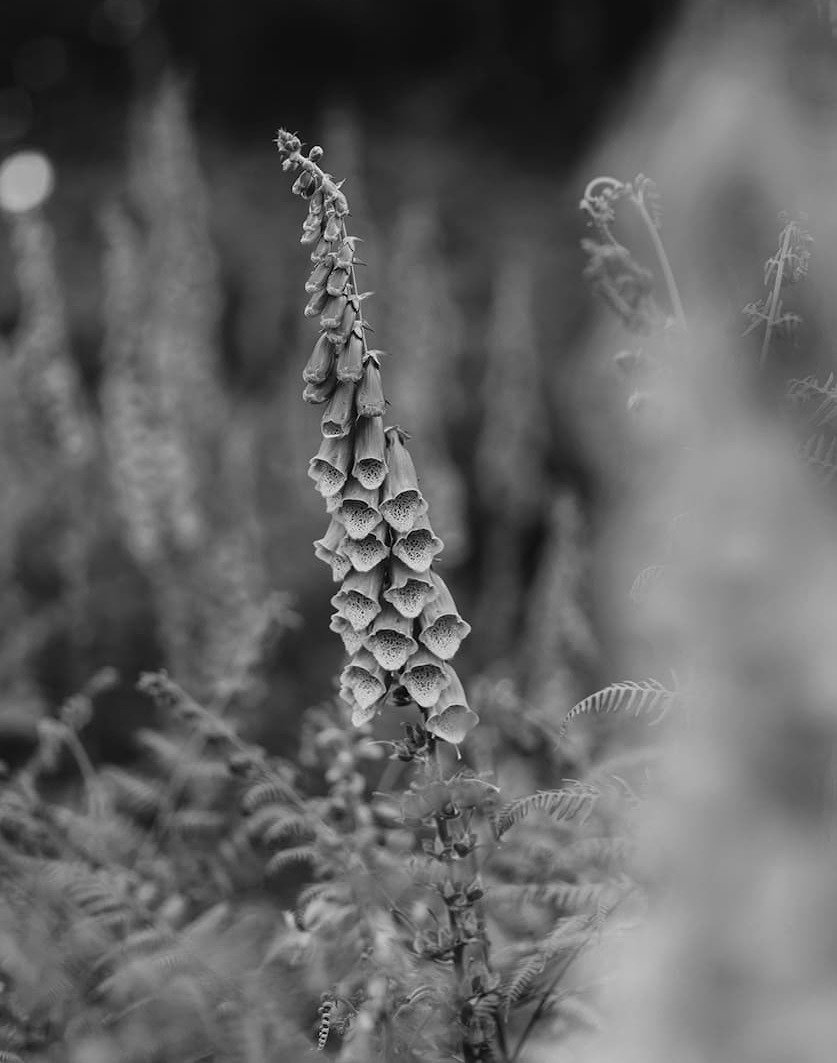 GridImage1_Foxglove