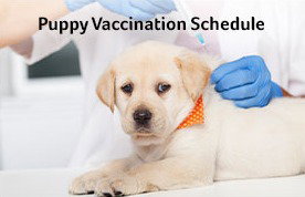Puppy Vaccination Schedule