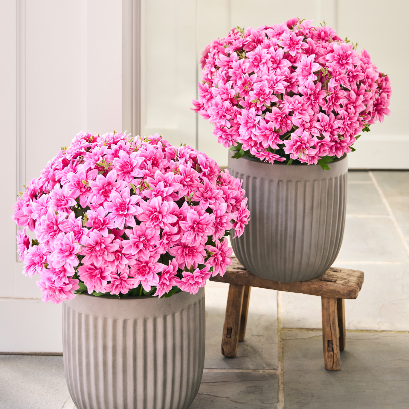 Outdoor Dahlia Delight Pot Fillers