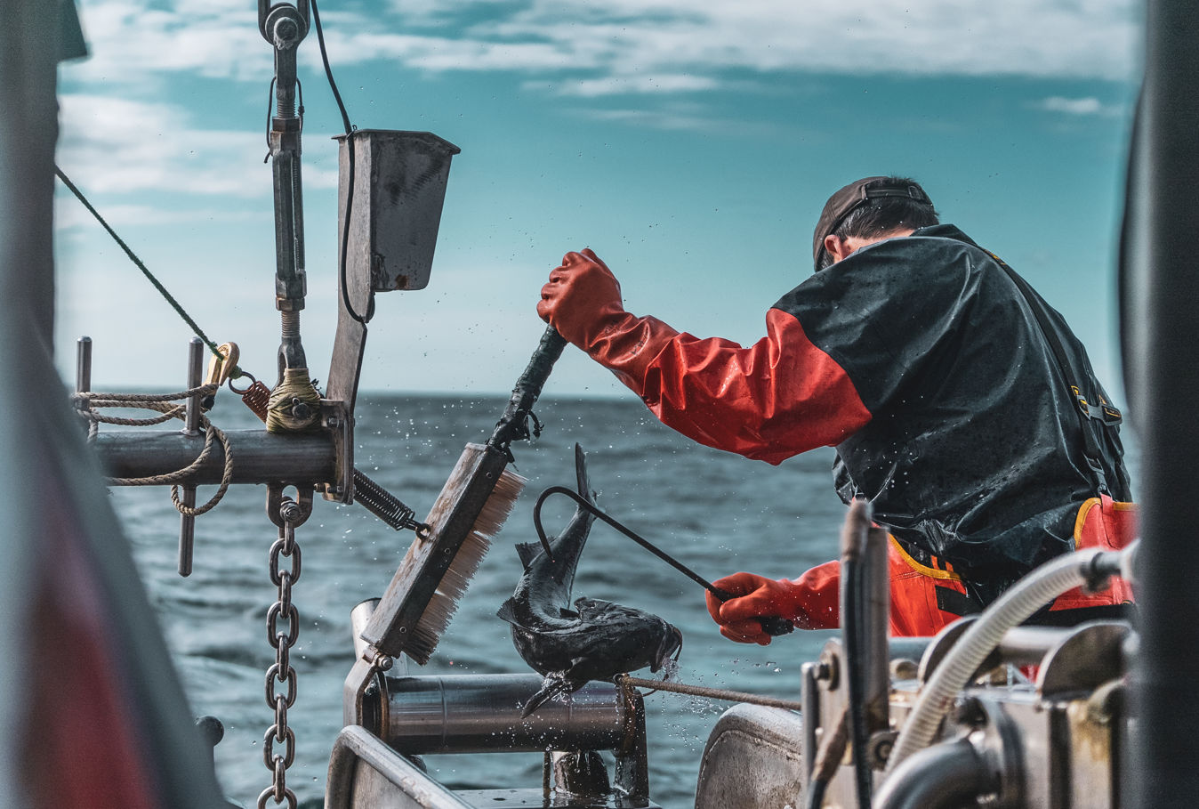 fisherman landing black cod