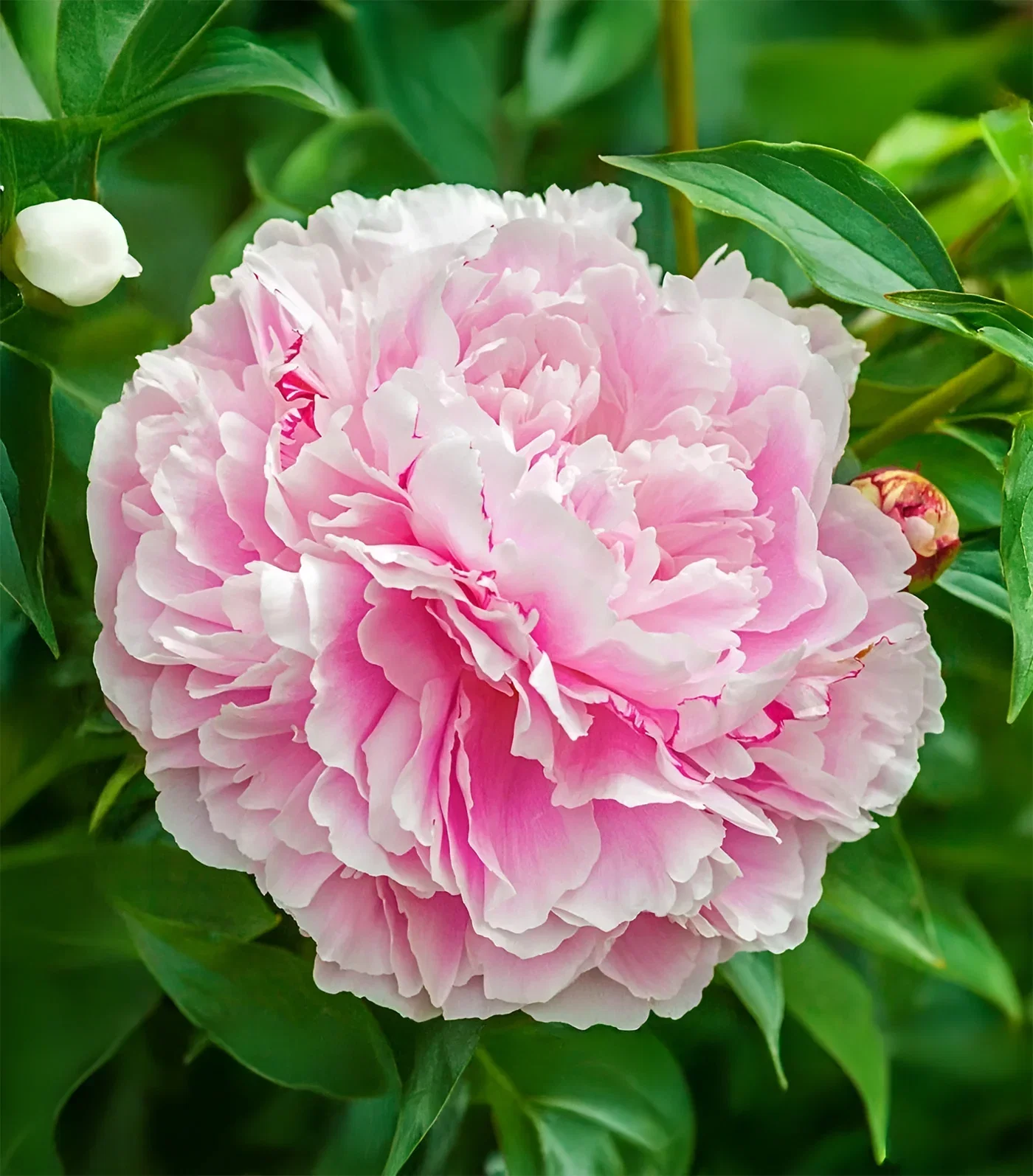 Image of Lady Alexandra Duff Peony - 1 root division