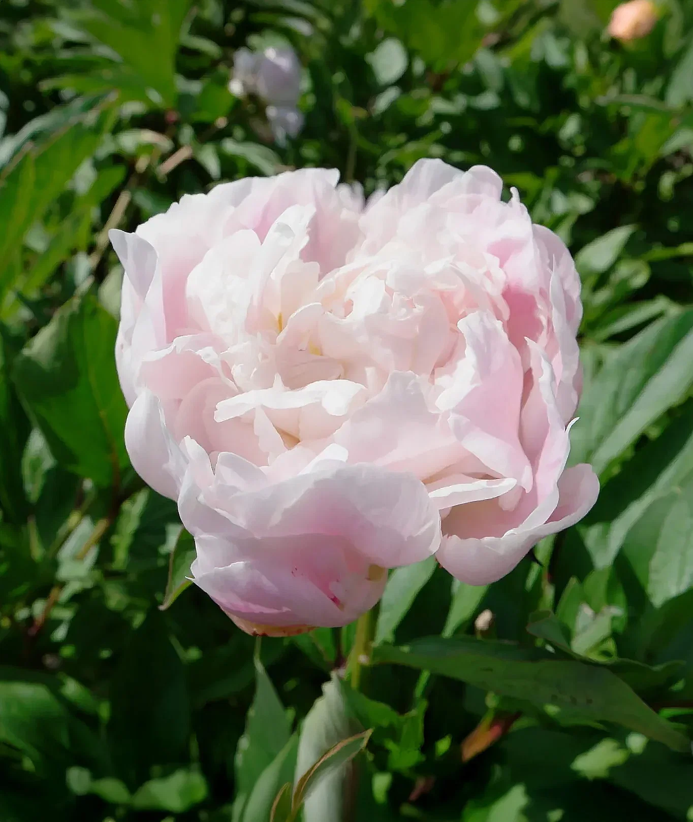 Image of Catherina Fonteyn Peony - 1 root division