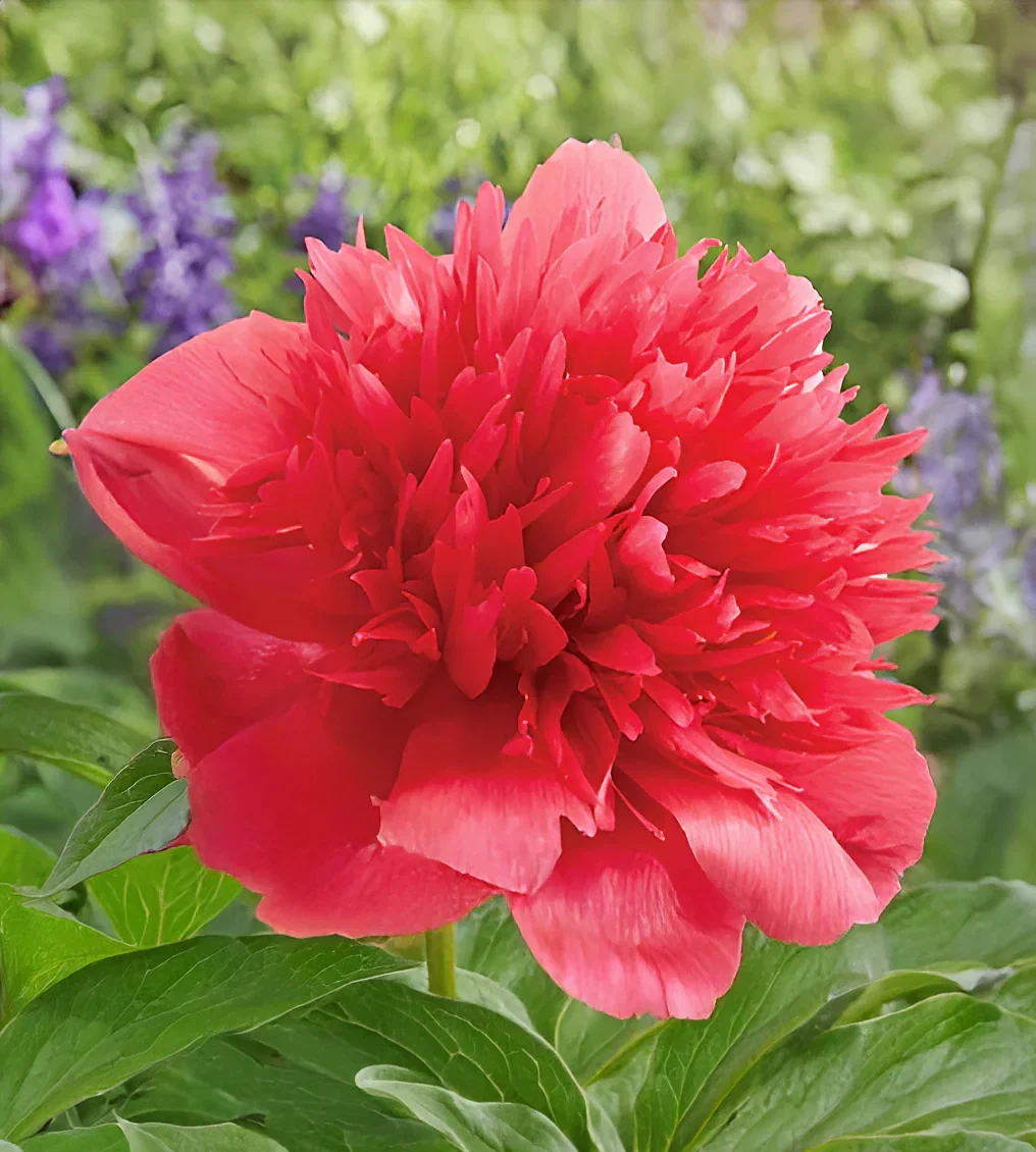 Image of Many Happy Returns Peony - 1 root division