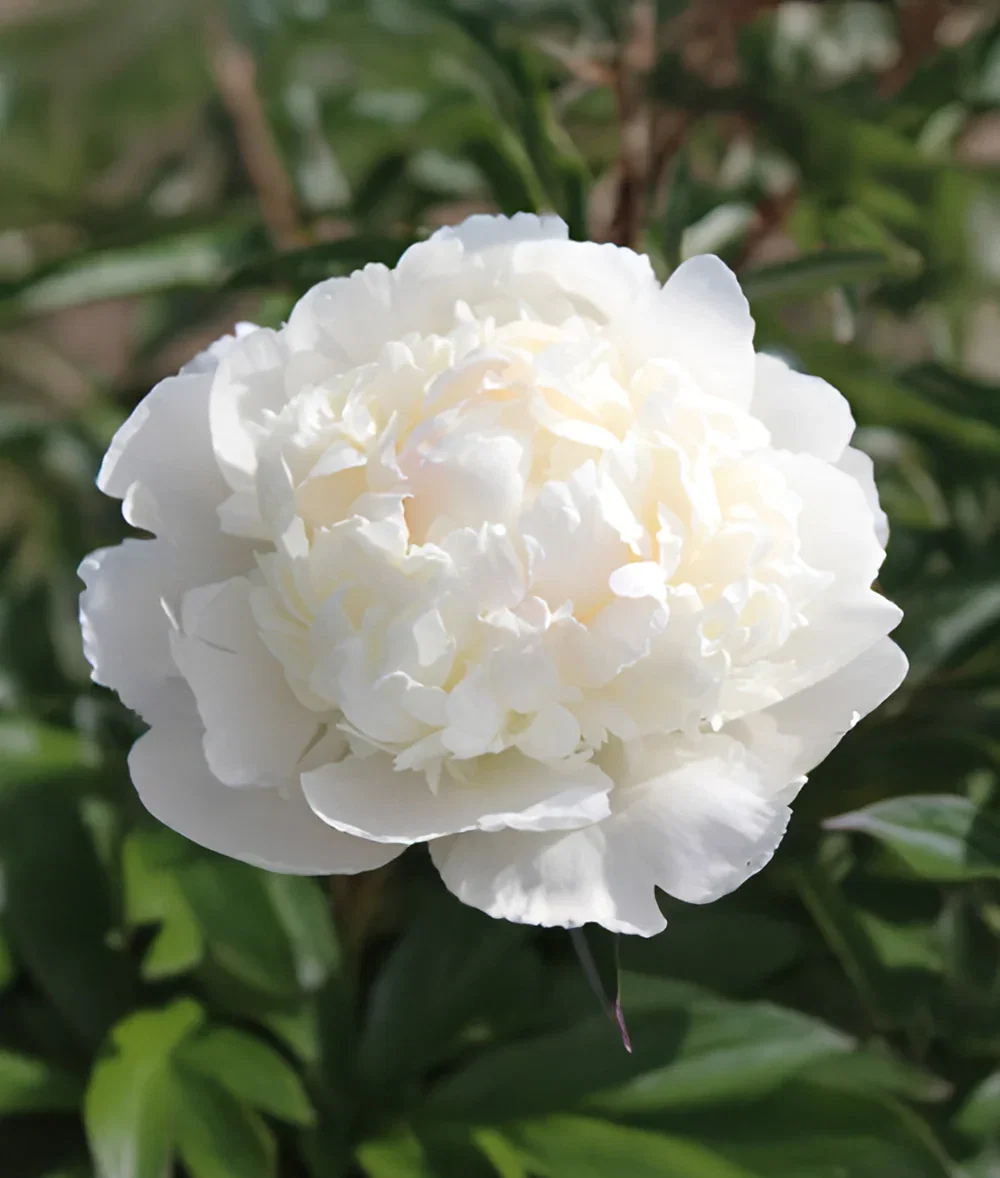 Image of Lillian Wild Peony - 1 root division