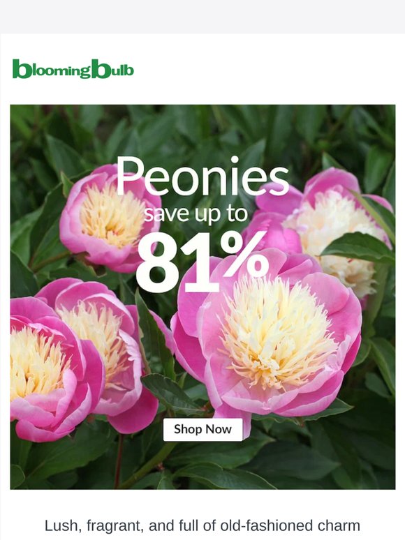 Save Up to 81% on Gorgeous Peonies