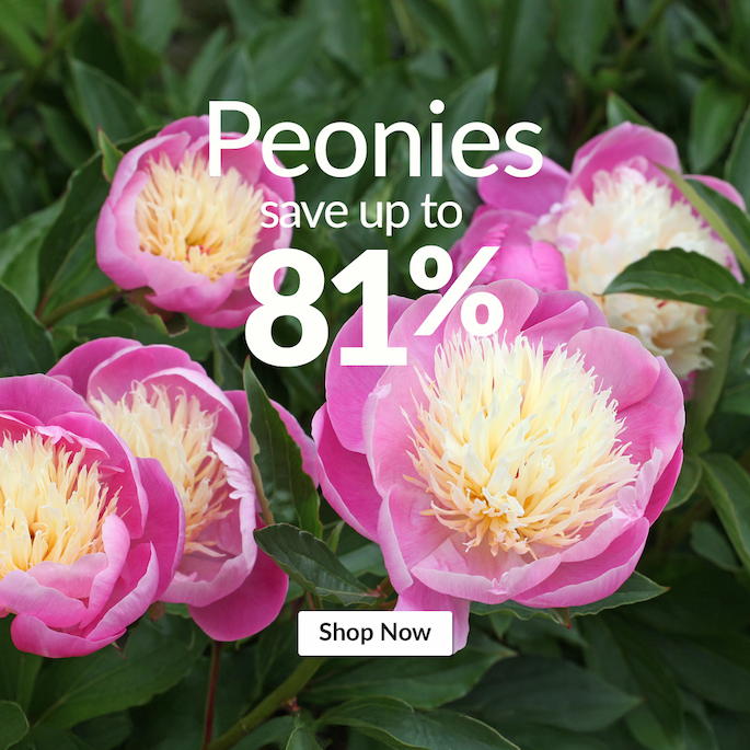 Peonies: Up to 81% off