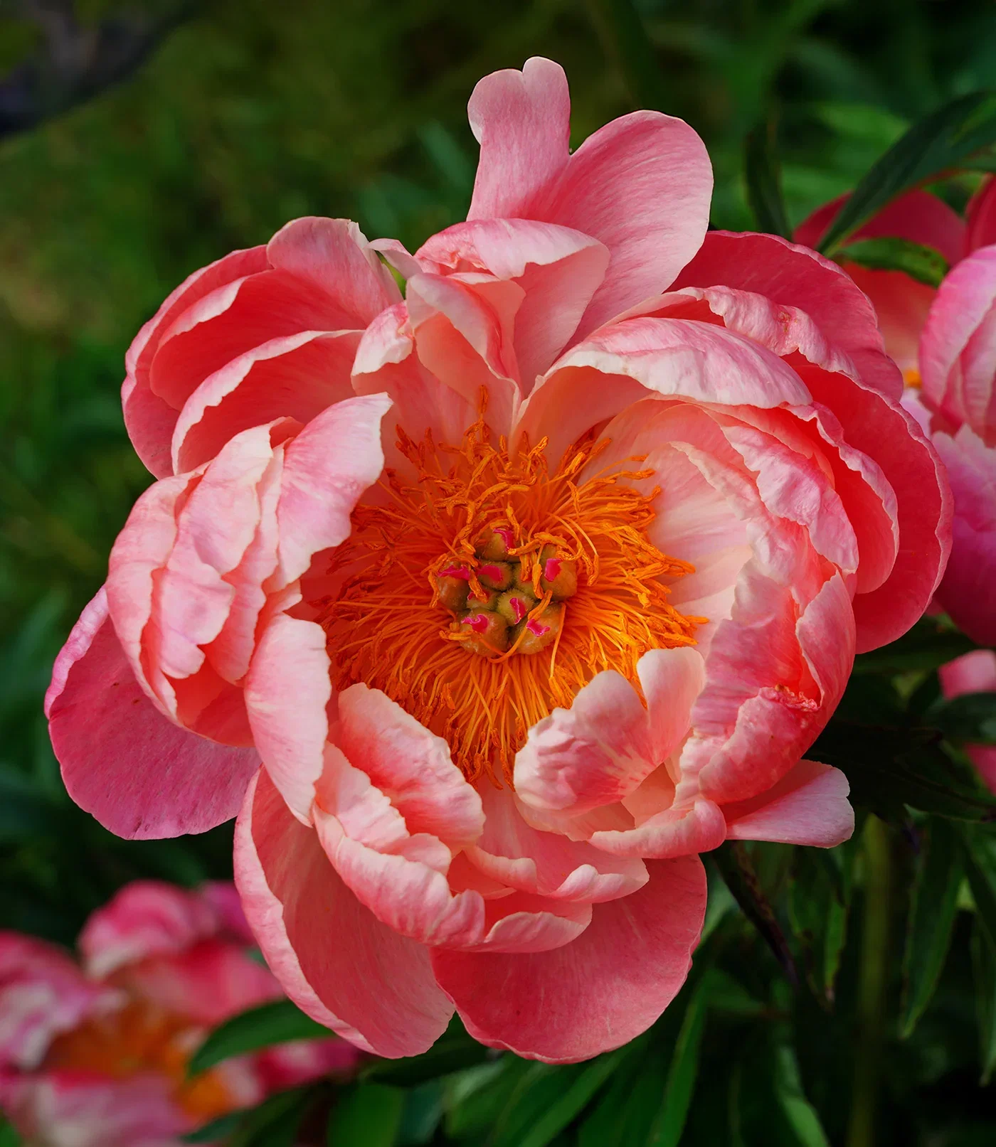 Image of Coral Charm Peony - 1 root division