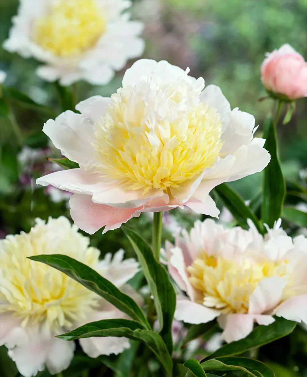Image of Primavere Peony - 1 root division