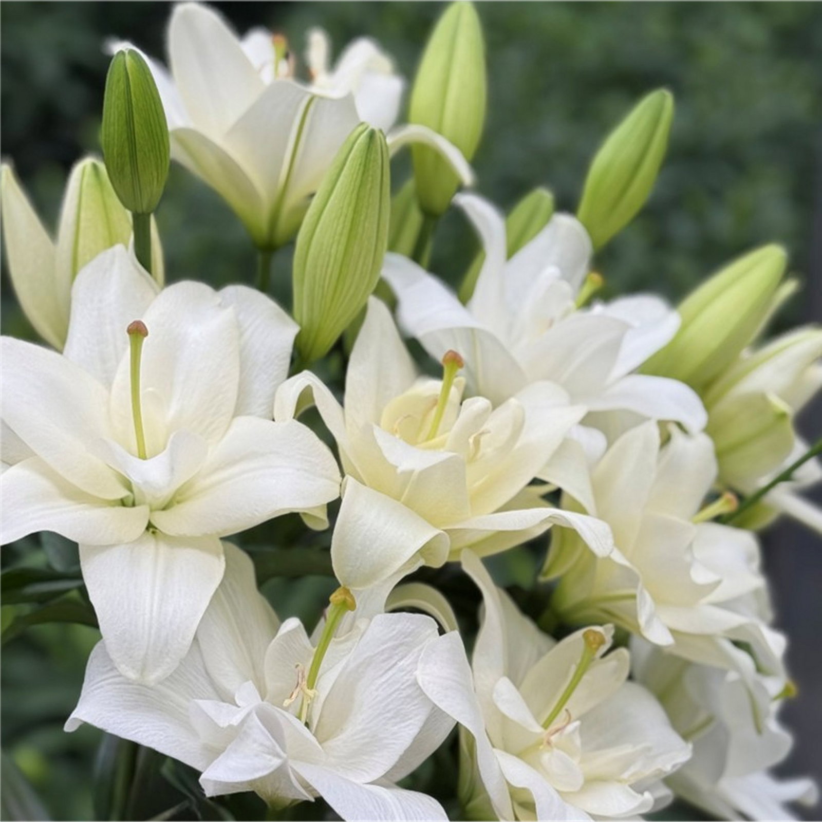 Double Flowering Pollen Free Lily ‘Belvedere’ - Pack of SIX Bulbs