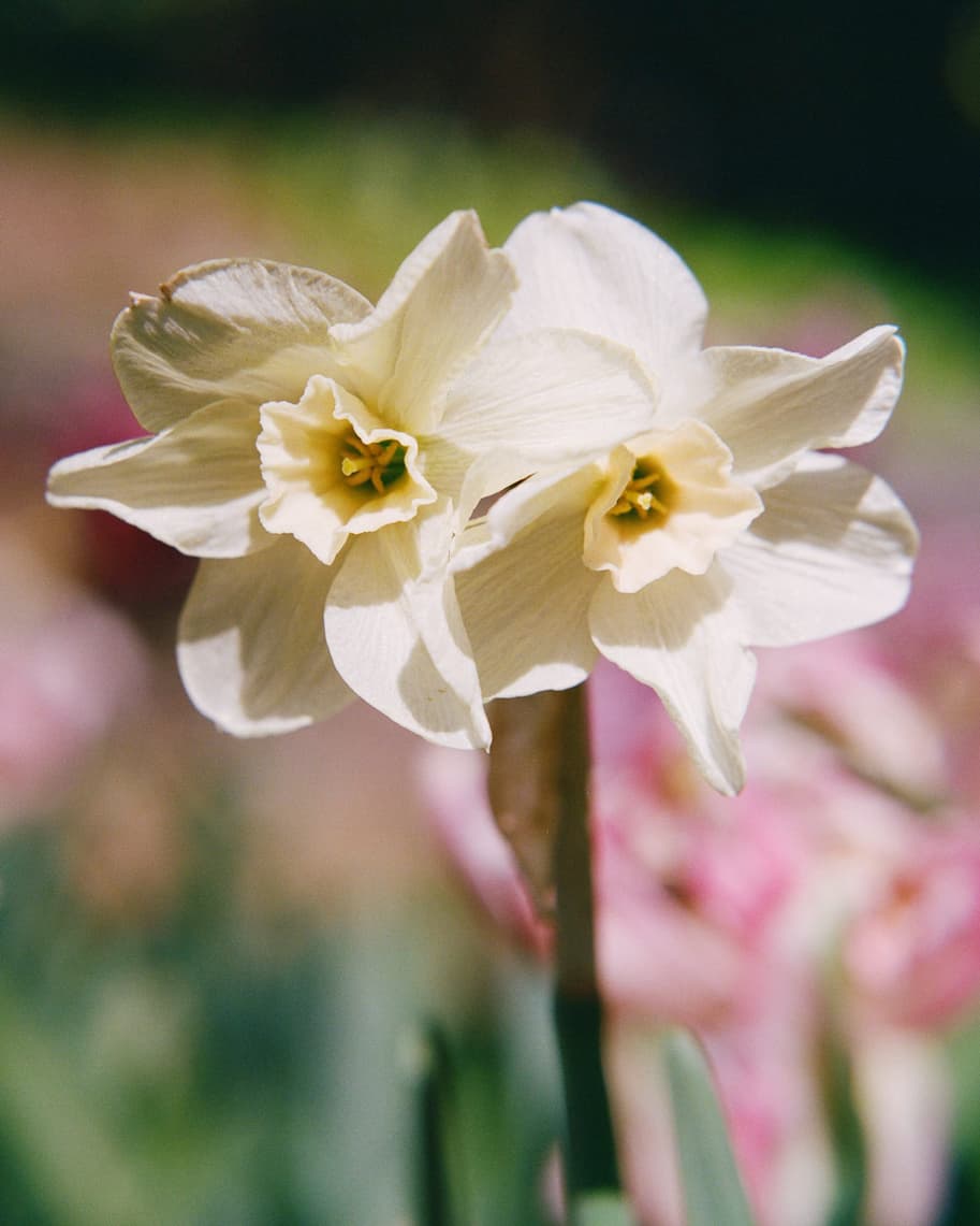 floralia