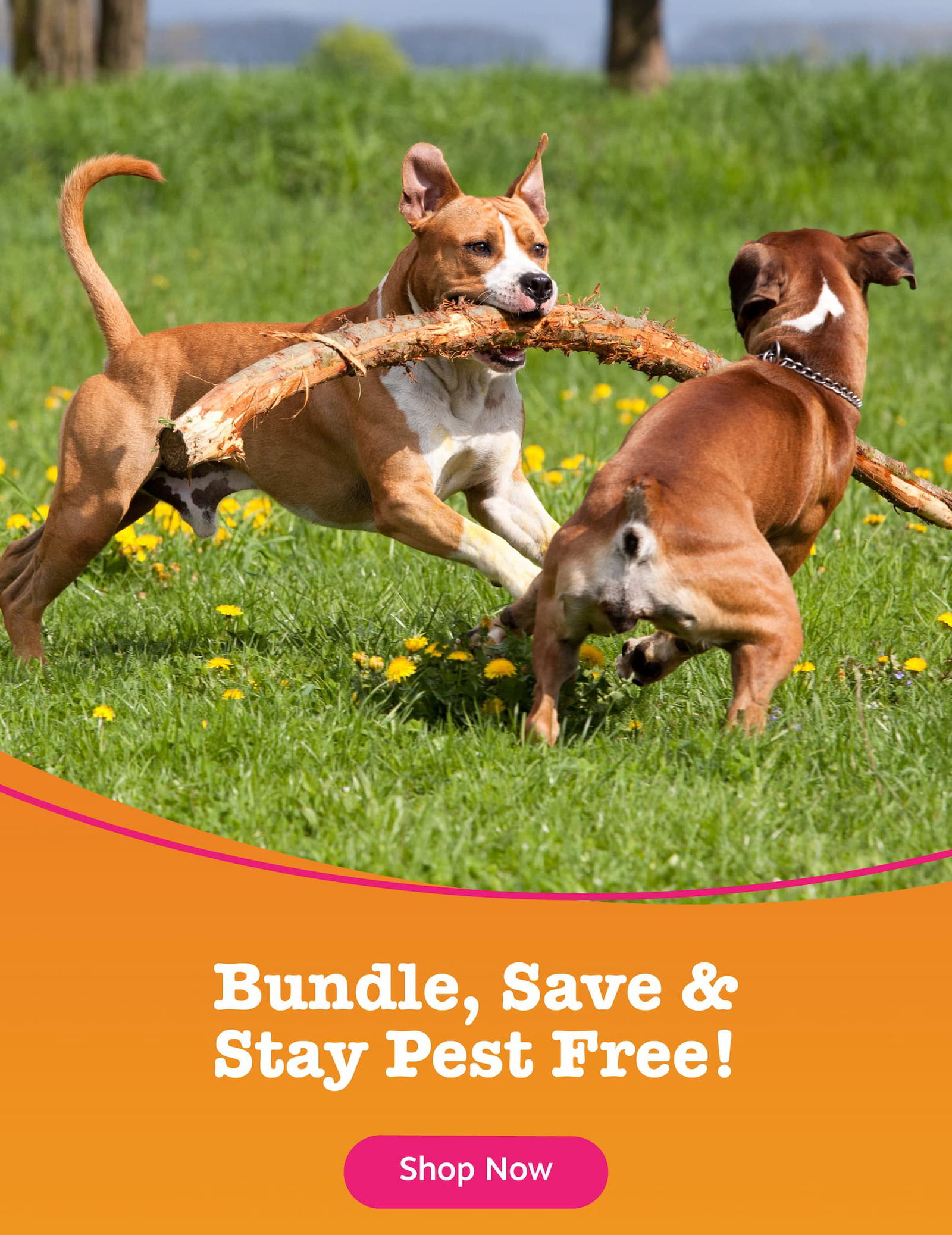 Bundle, Save & Stay Pest Free! Shop now