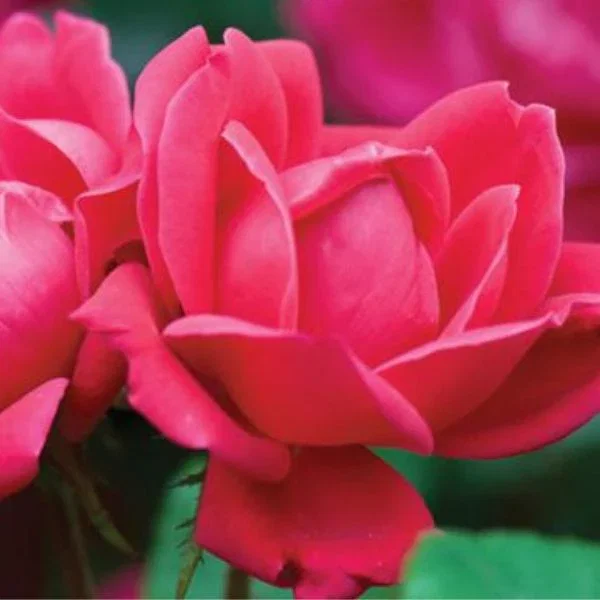 Image of Red Double Knock Out® Rose