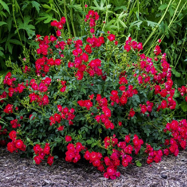 Image of Red Drift® Groundcover Rose