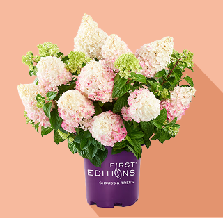 A pot of pink hydrangeas