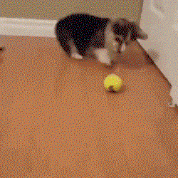 cute puppy